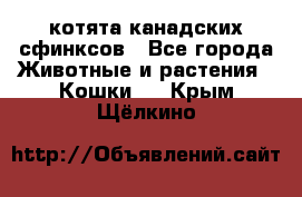 котята канадских сфинксов - Все города Животные и растения » Кошки   . Крым,Щёлкино